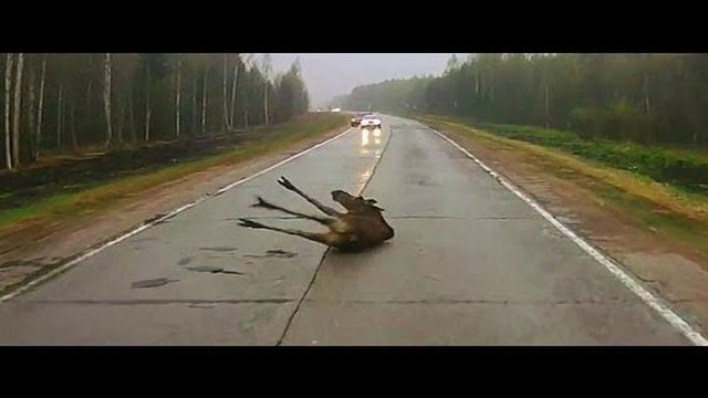 Животные на дорогах