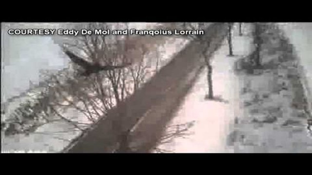 Соколы охотятся на ворон