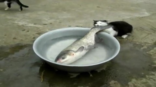 Рыбакотская Битва