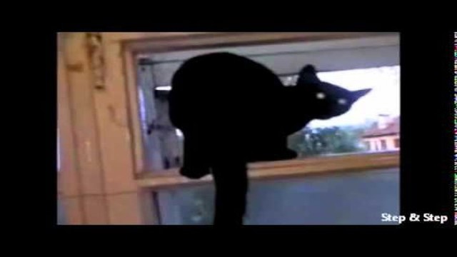 Кот гавкал,пока не спалился хозяином