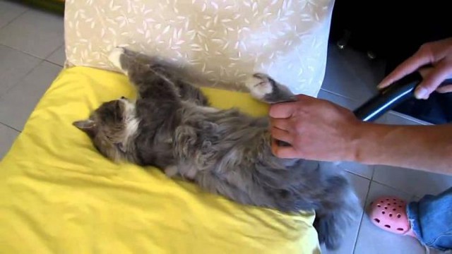 Котэ балдеет от пылесоса