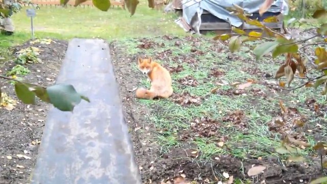 Неожиданный гость на даче