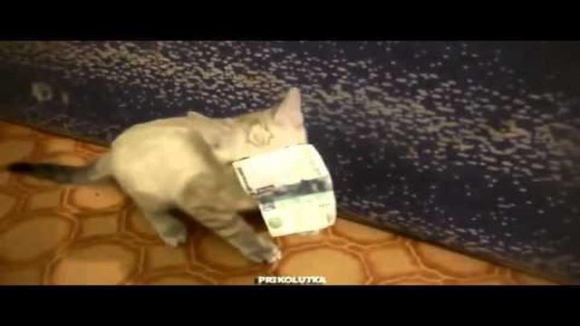 Очень жадный котёнок и деньги
