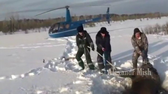 Люди спасают животных от гибели