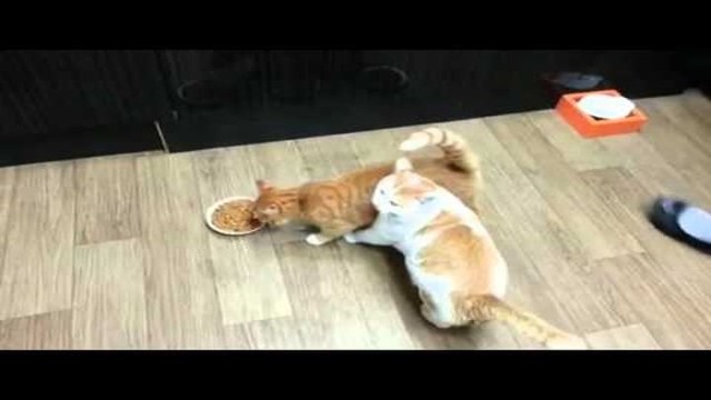 Жадный кот не хочет делиться едой