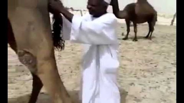 Не ходите под верблюдом 