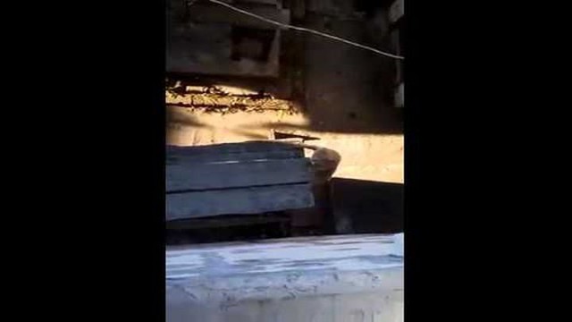 Возвращение кота