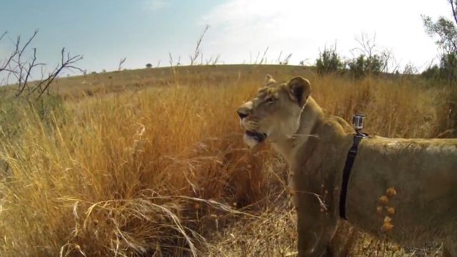 Камера GoPro на спине львицы сняла охоту животного
