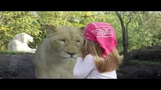 Девочка и львица - Взгляд в душу!