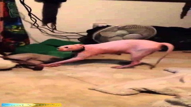 Напугал кота жуткой маской