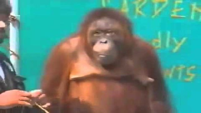 Орангутанг жжёт 