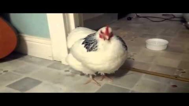 Курица чихнула 