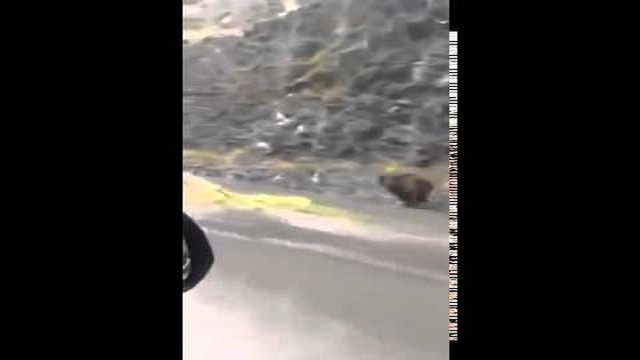 Бесполезно пытаться убежать от медведя