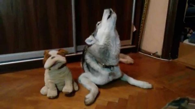 Вам понравится реакция этой собаки на его новую игрушку
