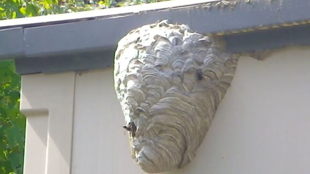 Как эффектно избавиться от гнезд ос и шершней