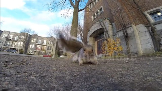 Белка украла камеру 