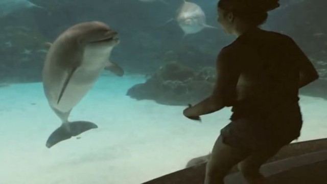 Как развеселить дельфина