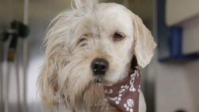 Чудесное преображение бездомного пса