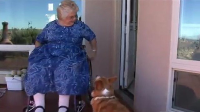 Настоящий четвероногий джентльмен 