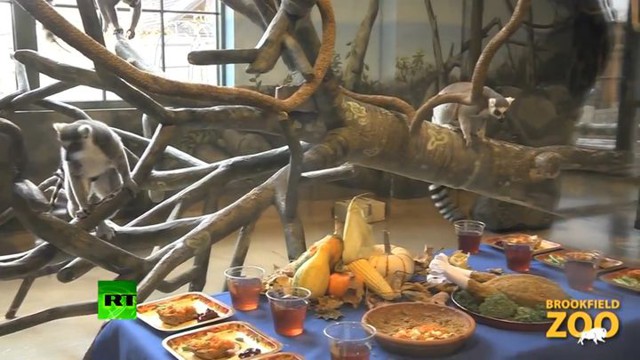 Как лемуры в чикагском зоопарке отметили День благодарения