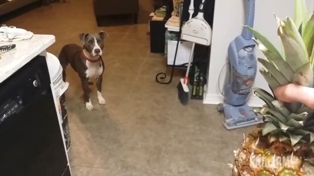 Лучшие фейлы прошедшей недели