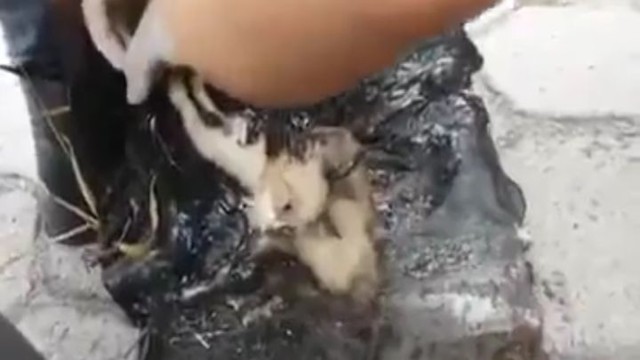 Cпасение котенка