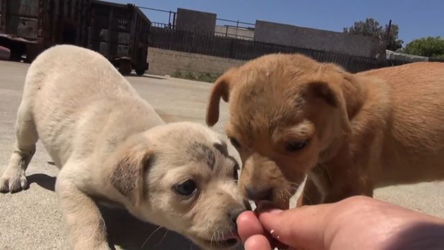 Чудесное спасение и преображение щенков