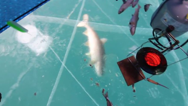 Рыбак поймал двухкилограммовую форель