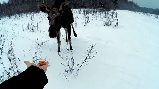 Неожиданная встреча с лосем