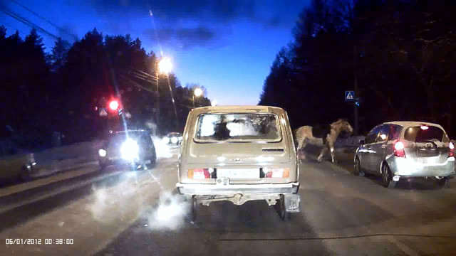 Лошади на пешеходном переходе