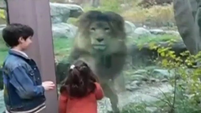 Дети и лев за стеклом в зоопарке
