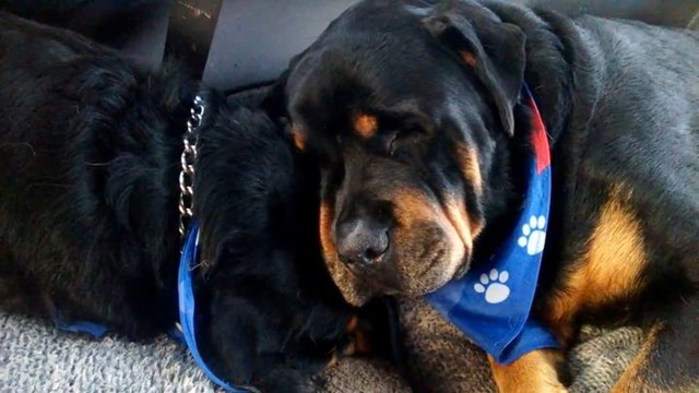 Ротвейлер скорбит по своему брату