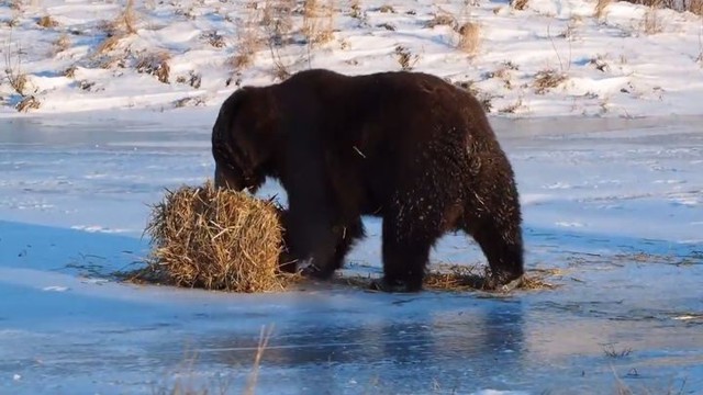 Подарите мишке мячик!