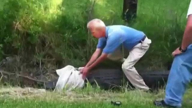 Голодный аллигатор чуть не съел герпетолога 