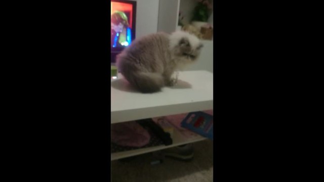 Когда в твоего кота вселился физик-экспериментатор