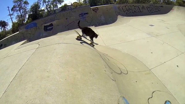 Австралийская кошка-скейтбордистка показала новые трюки