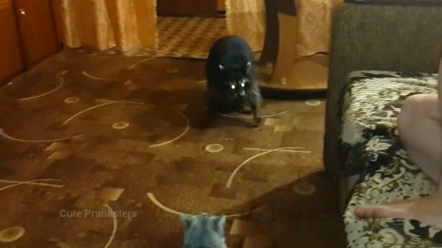 Енот пристает к коту