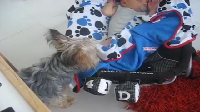 Маленький пес не дал малышу замерзнуть