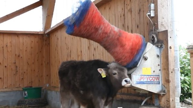 Телячьи нежности