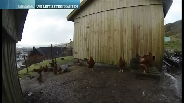 Восприятие курами солнечного затмения