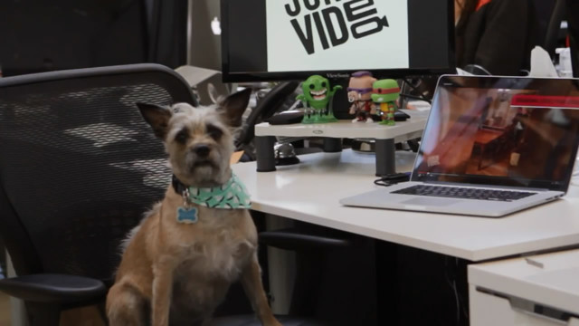 Эти забавные щенята