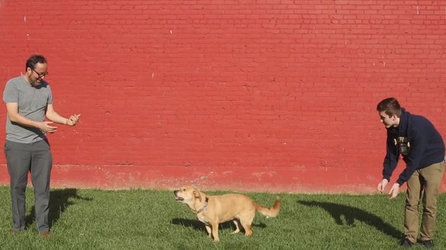  Кого собаки любят больше всего