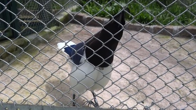 Птица разговаривает как компьютерная игра