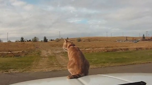 19 котов с которыми лучше не связываться