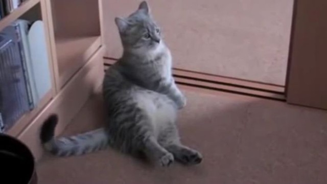 Кот просит покушать