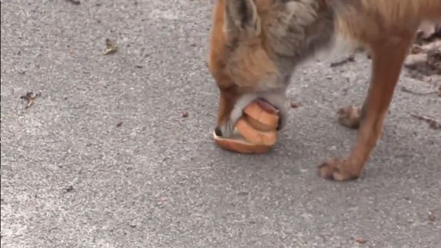 Лиса из Чернобыля делает себе бутерброд