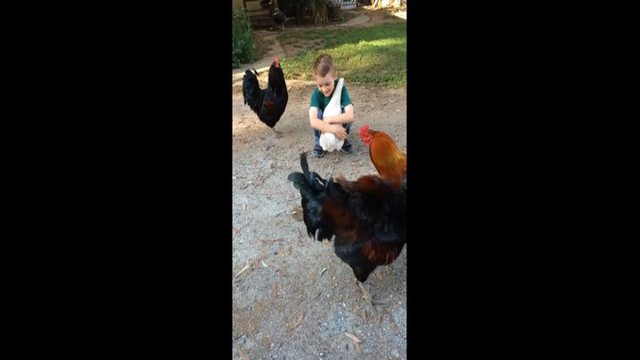 Мальчик решил обнять курицу