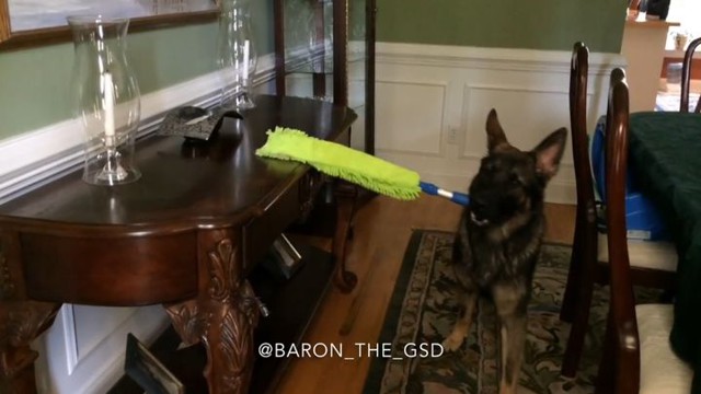 Овчарка, которая делает уборку лучше тебя