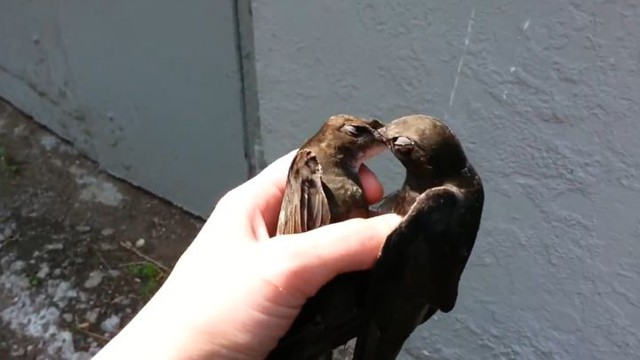 Драка черных стрижей