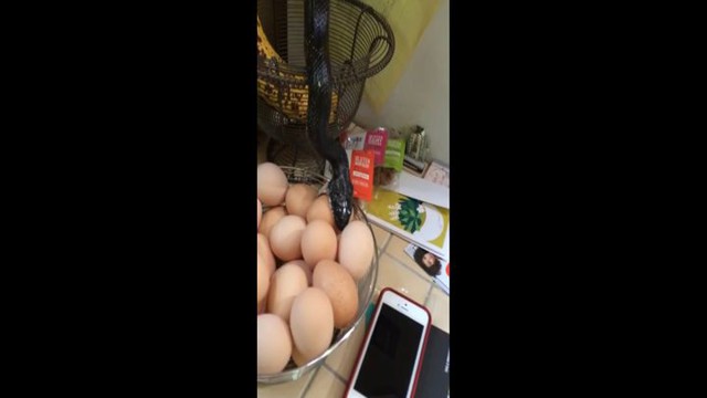 Это был самый обычный рабочий день на ферме, пока они не услышали шум на кухне 